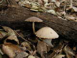 Psathyrella longipes image