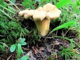 Cantharellus formosus image