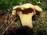 Cantharellus formosus image