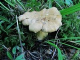 Cantharellus formosus image