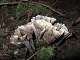Thelephora vialis image