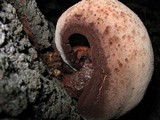 Fistulina hepatica image