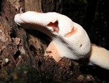 Fistulina hepatica image