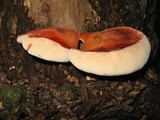 Fistulina hepatica image