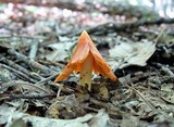 Hygrocybe calyptriformis var. calyptriformis image