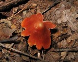 Hygrocybe calyptriformis var. calyptriformis image