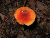 Amanita parcivolvata image