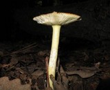 Amanita parcivolvata image