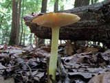 Amanita parcivolvata image