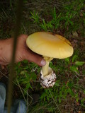Amanita laurae image