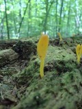Microglossum rufum image