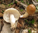 Limacella pitereka image