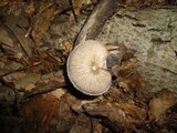 Pluteus longistriatus image