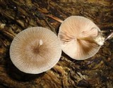 Pluteus longistriatus image