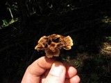 Coltricia cinnamomea image