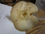 Pluteus petasatus image