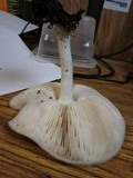 Pluteus petasatus image