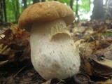 Boletus variipes image
