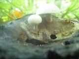 Asterophora lycoperdoides image