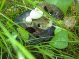 Asterophora lycoperdoides image