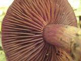 Cortinarius squamulosus image