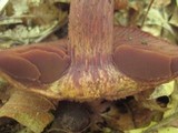 Cortinarius squamulosus image