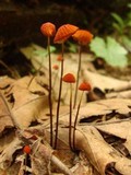 Marasmius siccus image