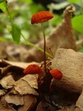 Marasmius siccus image