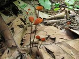Marasmius siccus image
