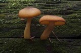 Tricholomopsis decora image