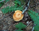 Lactarius porninsis image