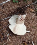 Russula acrifolia image