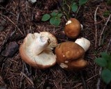 Russula mustelina image