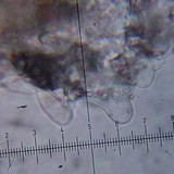 Conocybe rugosa image