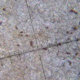 Conocybe rugosa image