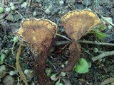 Coltricia montagnei image