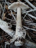 Amanita constricta image
