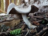Clitocybe glacialis image