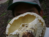 Tricholoma mesoamericanum image