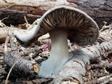 Clitocybe glacialis image