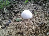 Panaeolus antillarum image