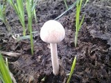 Panaeolus antillarum image