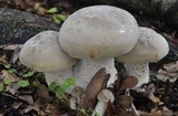 Macrocybe titans image
