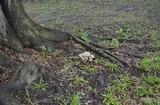 Macrocybe titans image