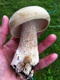 Macrocybe titans image