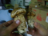 Tricholoma mesoamericanum image