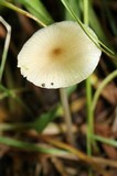 Hymenopellis megalospora image