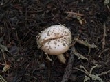 Hygrophorus goetzei image
