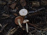 Hygrophorus goetzei image