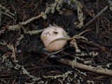 Hygrophorus goetzei image